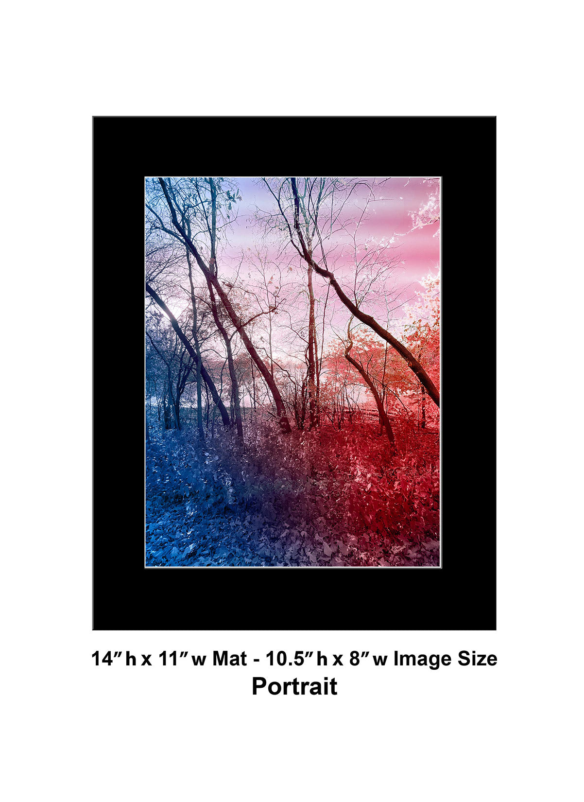 --235 Red Blue Winter Trees 2026 IMG_4881