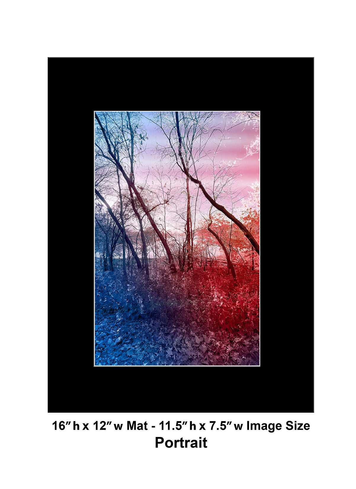 --235 Red Blue Winter Trees 2026 IMG_4881