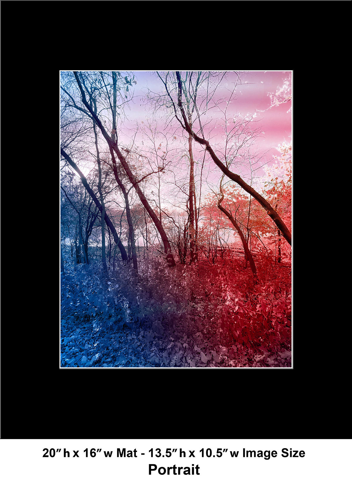 --235 Red Blue Winter Trees 2026 IMG_4881