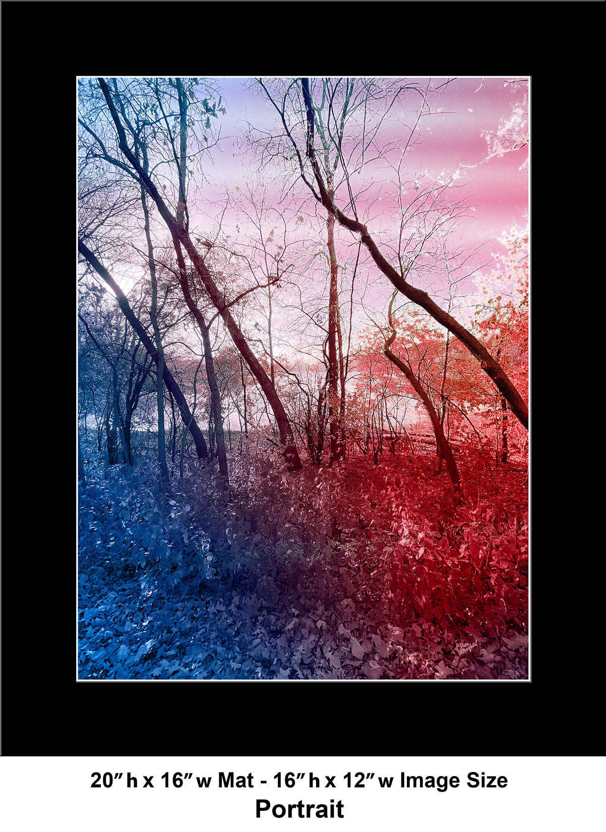 --235 Red Blue Winter Trees 2026 IMG_4881