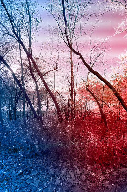--235 Red Blue Winter Trees 2026 IMG_4881