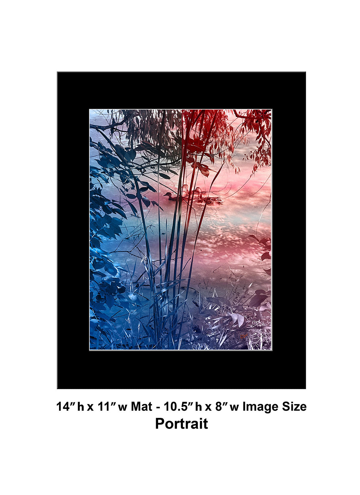 --236 Red Ducks Blue Lake 2026 IMG_4399