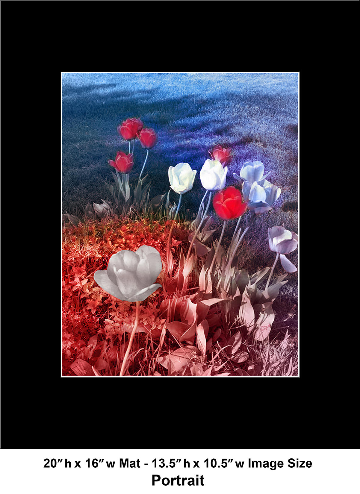 --239 White Red Flowers 2026 IMG_1176
