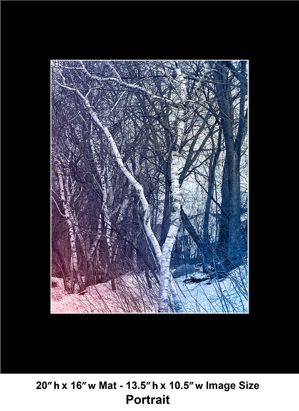--240 White Winter Birch Tree IMG_5575