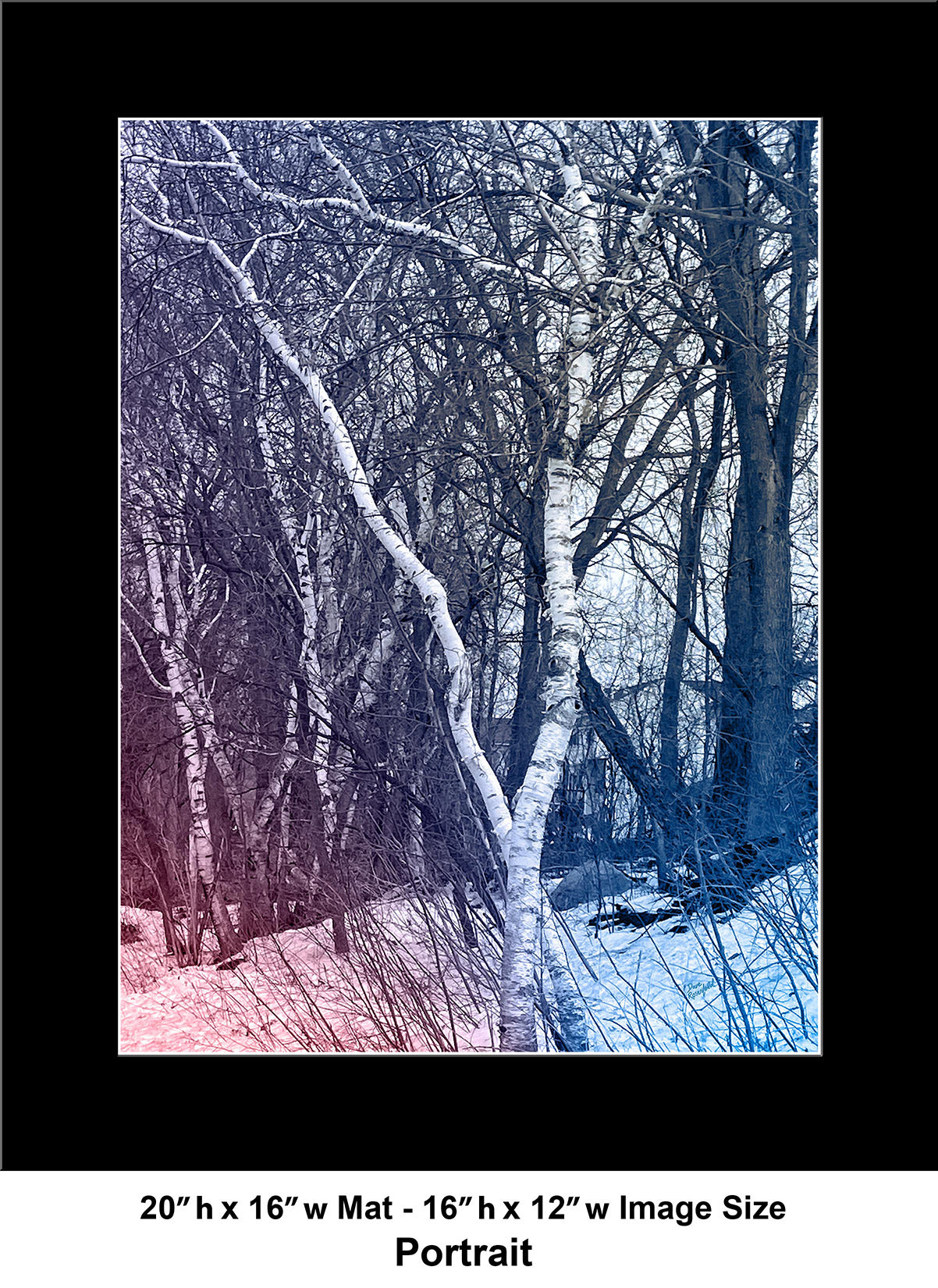 --240 White Winter Birch Tree IMG_5575