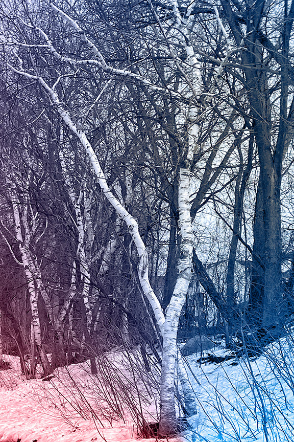 --240 White Winter Birch Tree IMG_5575