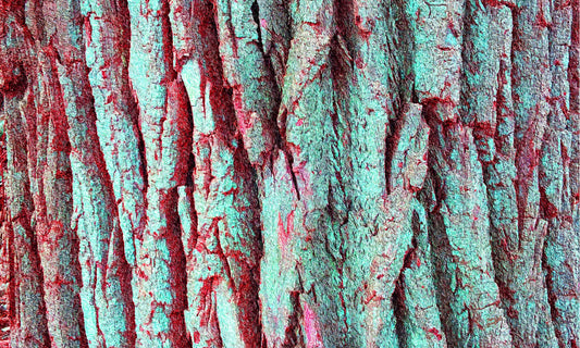 24 Tree Red Blue IMG_2505