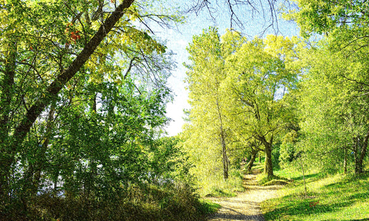 50 Sunny Path Park DSC_0966