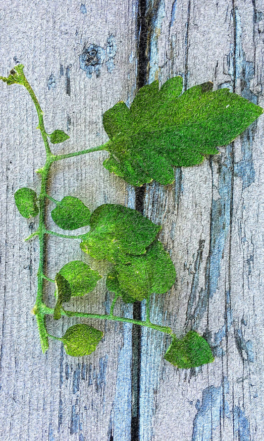 76 Old Wood Plant IMG Portrait