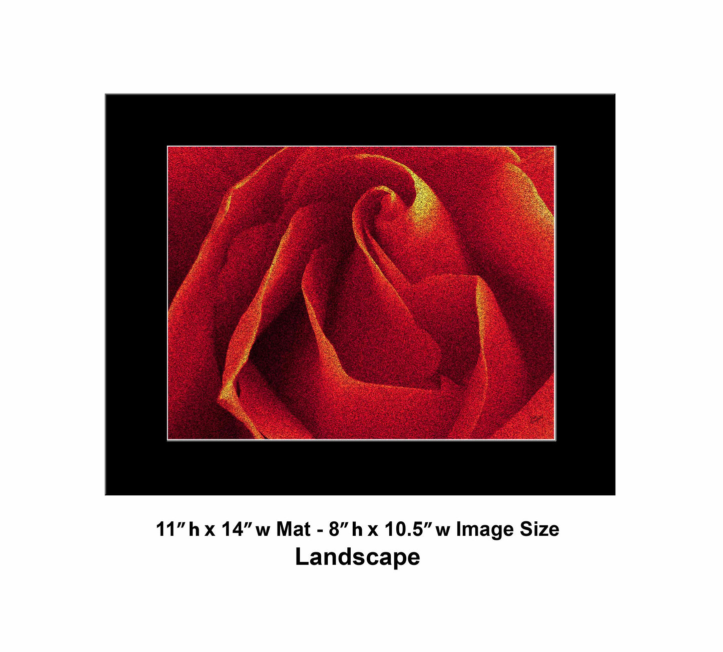 79 Close Red Rose Landscape