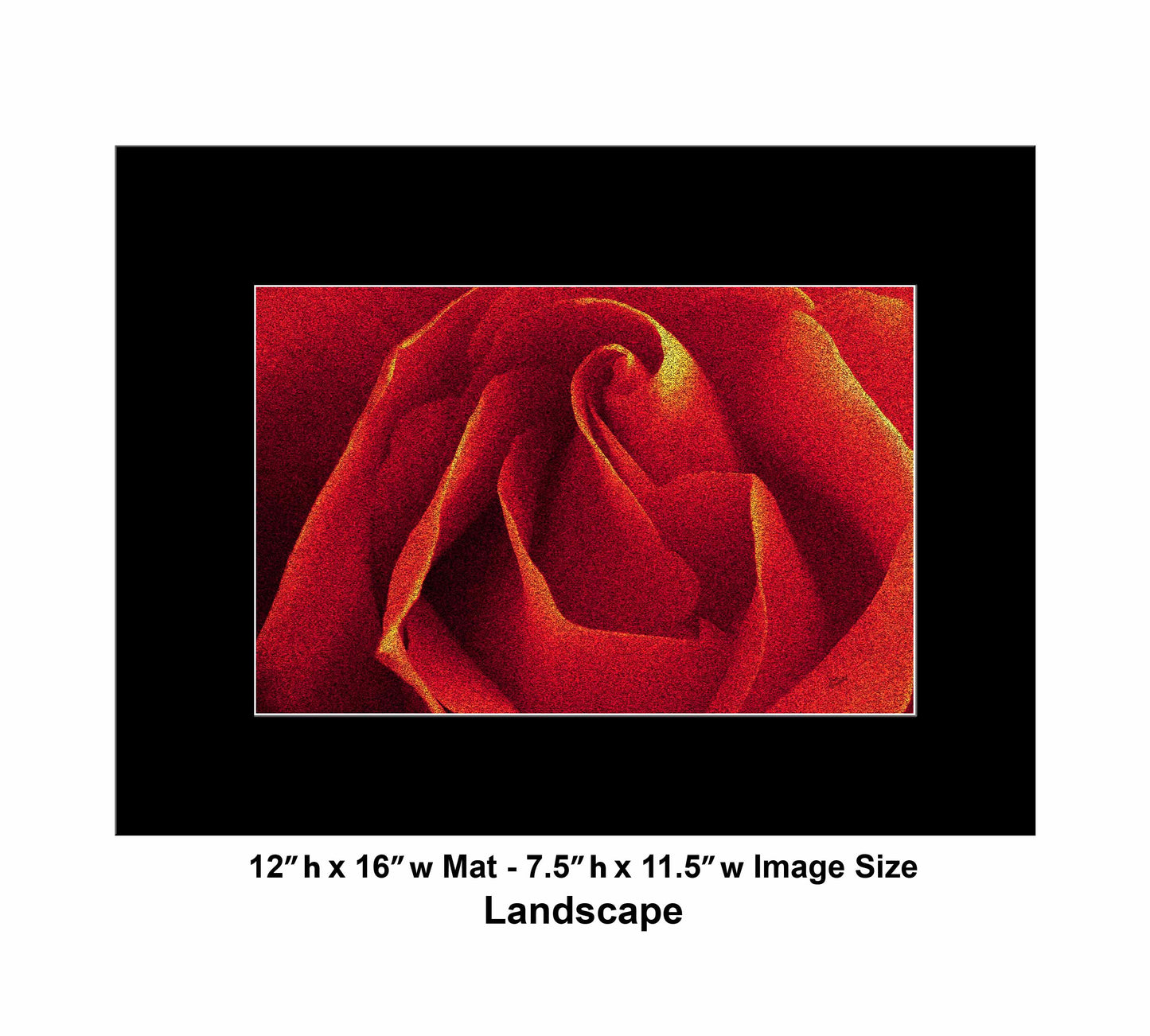 79 Close Red Rose Landscape