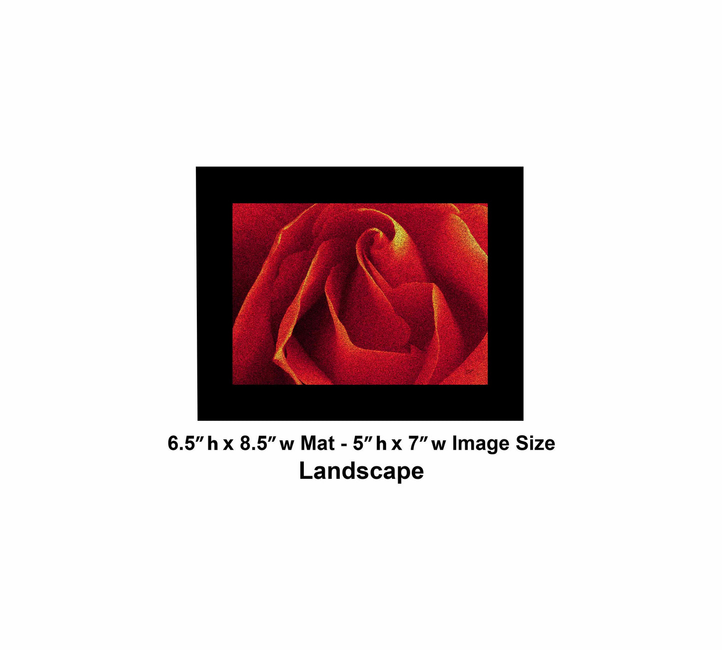 79 Close Red Rose Landscape