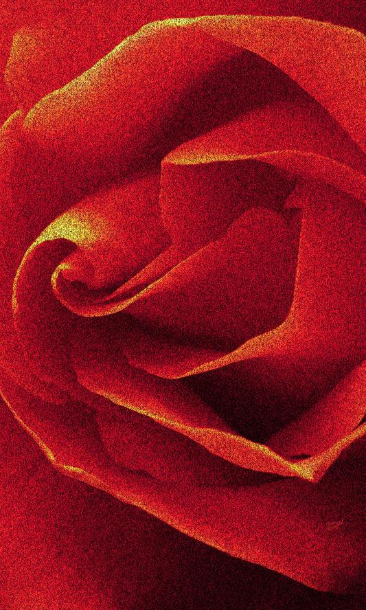 79 Close Red Rose Portrait